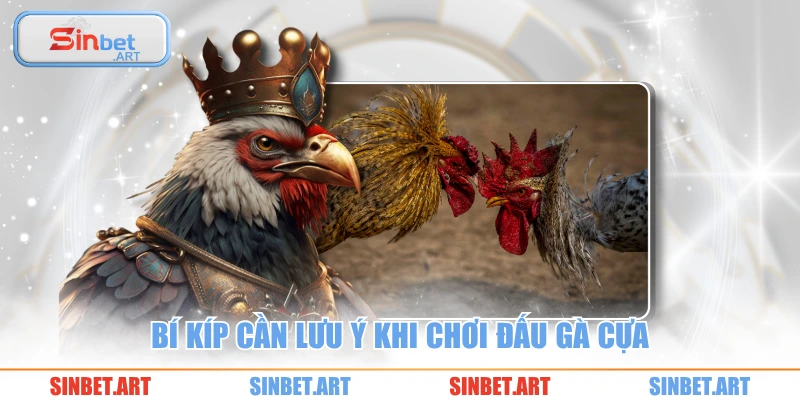 Đá Gà Cựa Sắt SINBET – Trải Nghiệm Căng Não Đỉnh Cao 3 Bí kíp cần lưu ý khi chơi đấu gà cựa