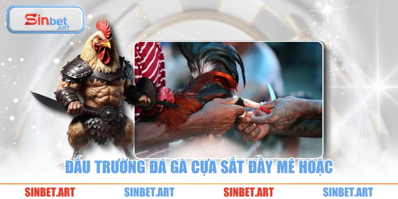 Đá Gà Cựa Sắt SINBET – Trải Nghiệm Căng Não Đỉnh Cao 2 Đấu trường đá gà cựa sắt đầy mê hoặc