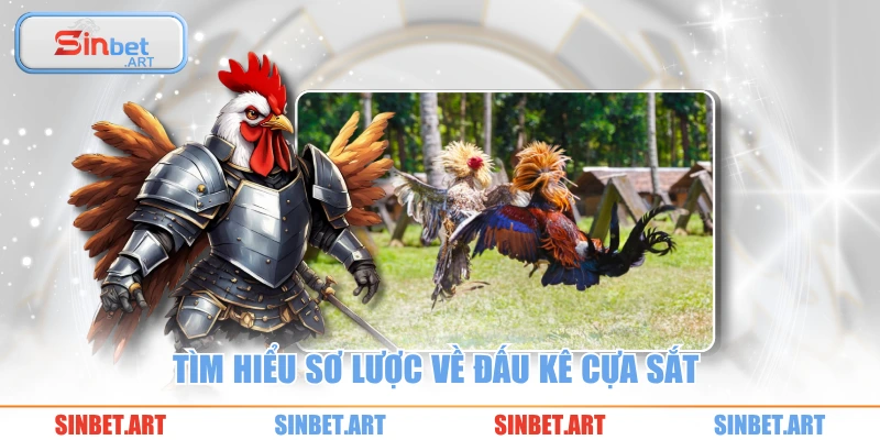 Đá Gà Cựa Sắt SINBET – Trải Nghiệm Căng Não Đỉnh Cao 1 Tìm hiểu sơ lược về đấu kê cựa sắt